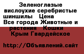 Зеленоглазые вислоухие серебристые шиншилы › Цена ­ 20 000 - Все города Животные и растения » Кошки   . Крым,Гвардейское